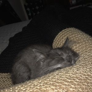 Meet your Posher, Celeste